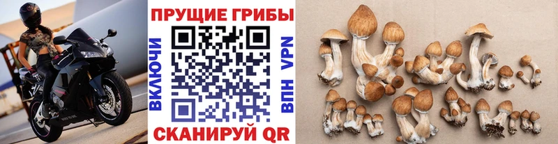 Купить закладки  Заозёрск  Псилоцибиновые грибы MAGIC MUSHROOMS 